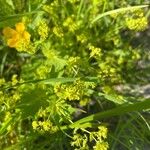 Alchemilla monticola Flower