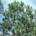 Pinus caribaea Συνήθη χαρακτηριστικά