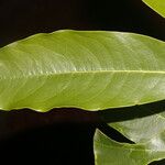 Daphnopsis americana Folla