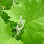 Atriplex sagittata Leaf
