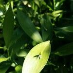 Ruscus hypophyllum Leaf