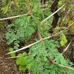 Acacia nilotica Feuille