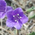 Phacelia parryi Kvet