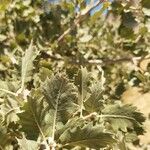 Quercus ithaburensis 叶