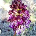 Orchis purpurea Blüte