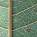 Cupania rufescens Leaf