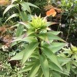 Lilium henryi Hoja