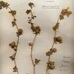 Medicago ciliaris 花