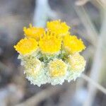 Helichrysum leucocephalum Flower