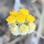 Helichrysum leucocephalum