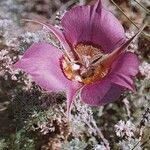 Calochortus macrocarpus Bloem