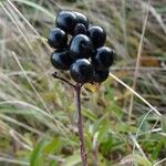 Ligustrum vulgare Frukt