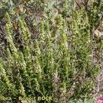 Sideritis arborescens عادت