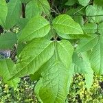 Fraxinus profunda Hoja