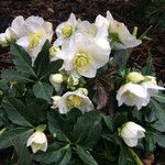 Helleborus nigerFloare