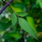 Jasminum beesianum Hoja