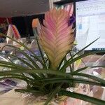 Tillandsia guatemalensisFlower