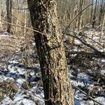 Fraxinus nigra Écorce