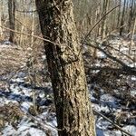 Fraxinus nigra Bark