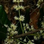 Spiraeanthemum densiflorum Flor