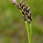 Carex sempervirens Fula