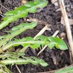 Taraxacum palustre Fuelha