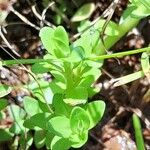 Bacopa monnieri Foglia