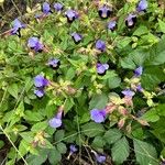 Torenia asiatica Flower