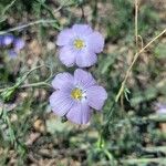 Linum lewisii Λουλούδι