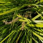 Lomandra longifolia Fruto