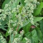 Chenopodium album Ffrwyth