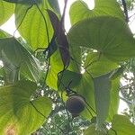 Dioscorea bulbifera Fruit