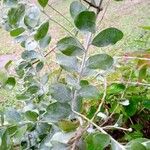 Acacia podalyriifolia Fulla