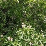 × Chitalpa tashkentensis Costuma