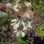 Penstemon tenuiflorus 花