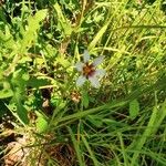 Sisyrinchium rosulatum Цветок