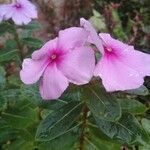 Catharanthus roseusЦветок