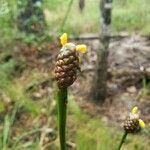Eleocharis obtusa Flower