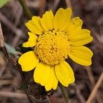 Anacyclus radiatus Flower