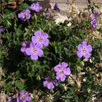 Geranium wallichianum Habit