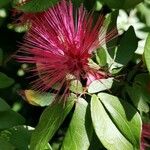 Calliandra tergemina Folha