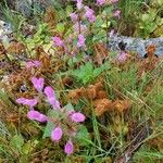 Galeopsis pyrenaica Foglia