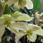 Helleborus nigerКветка