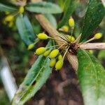 Berberis pruinosa 果實