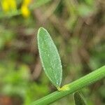 Spartium junceum Leaf