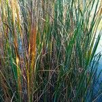 Typha angustifolia葉