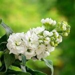 Matthiola incana Flor