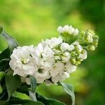 Matthiola incana Flower