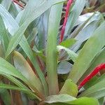 Aechmea weilbachii 葉