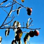 Diospyros virginiana Fruit